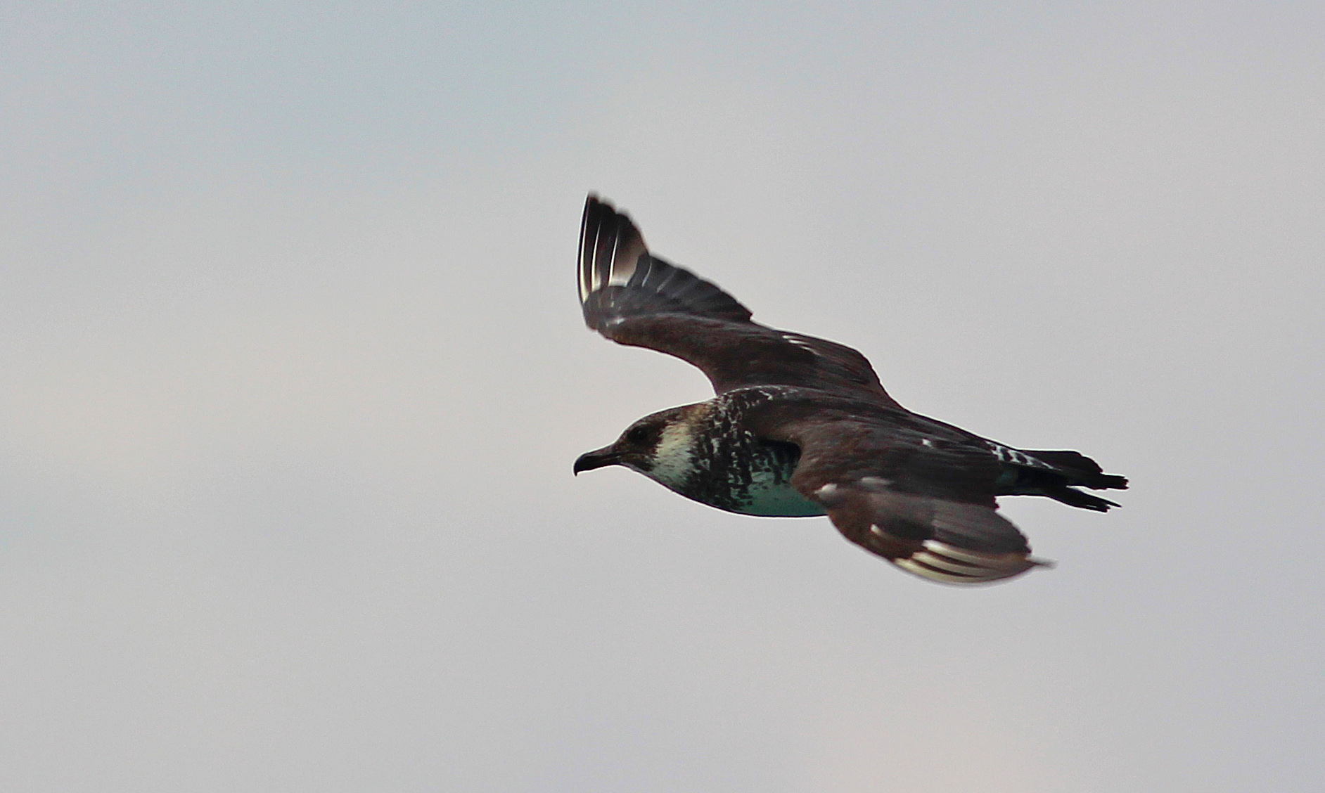 Pomarine Jaeger